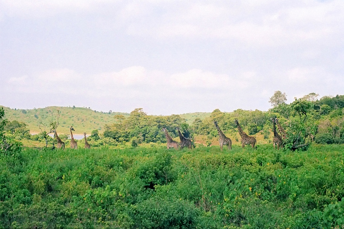 image45