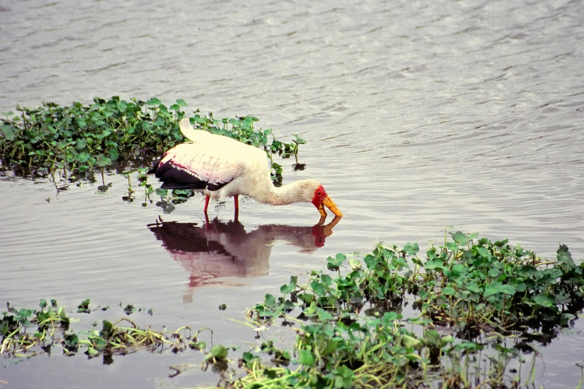 image1