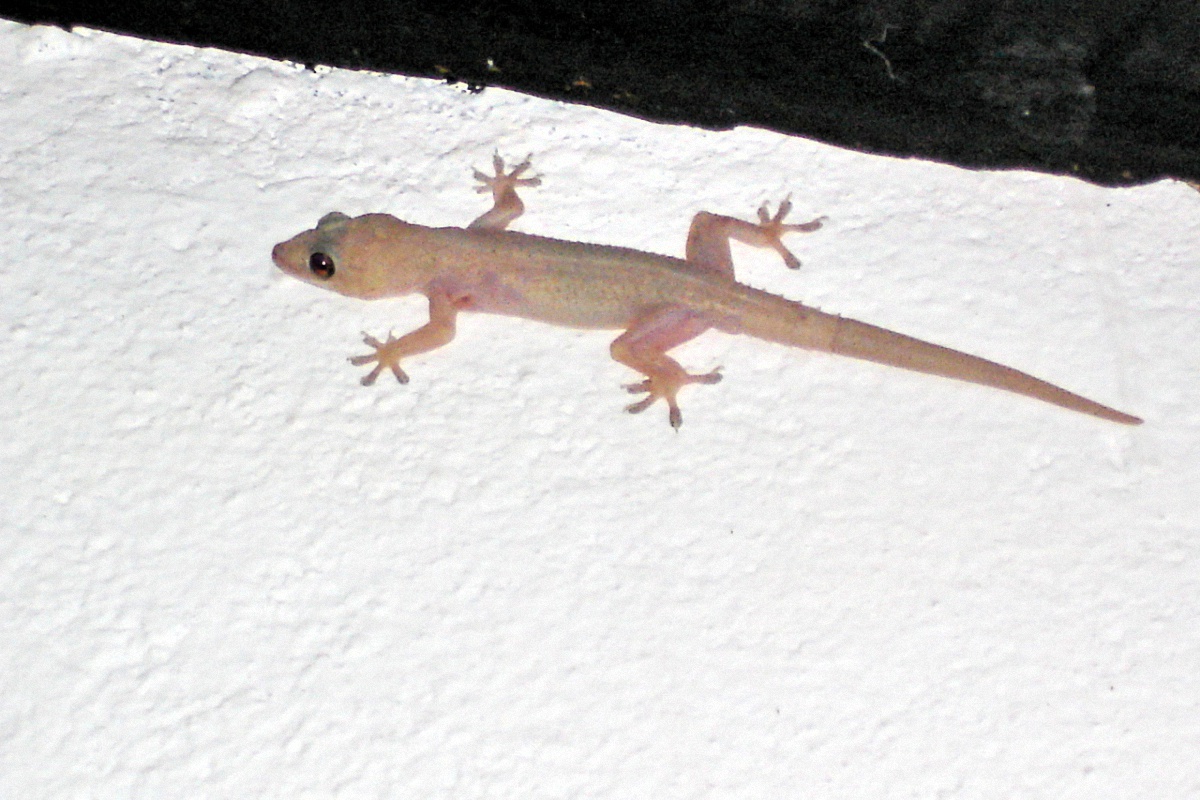 image79